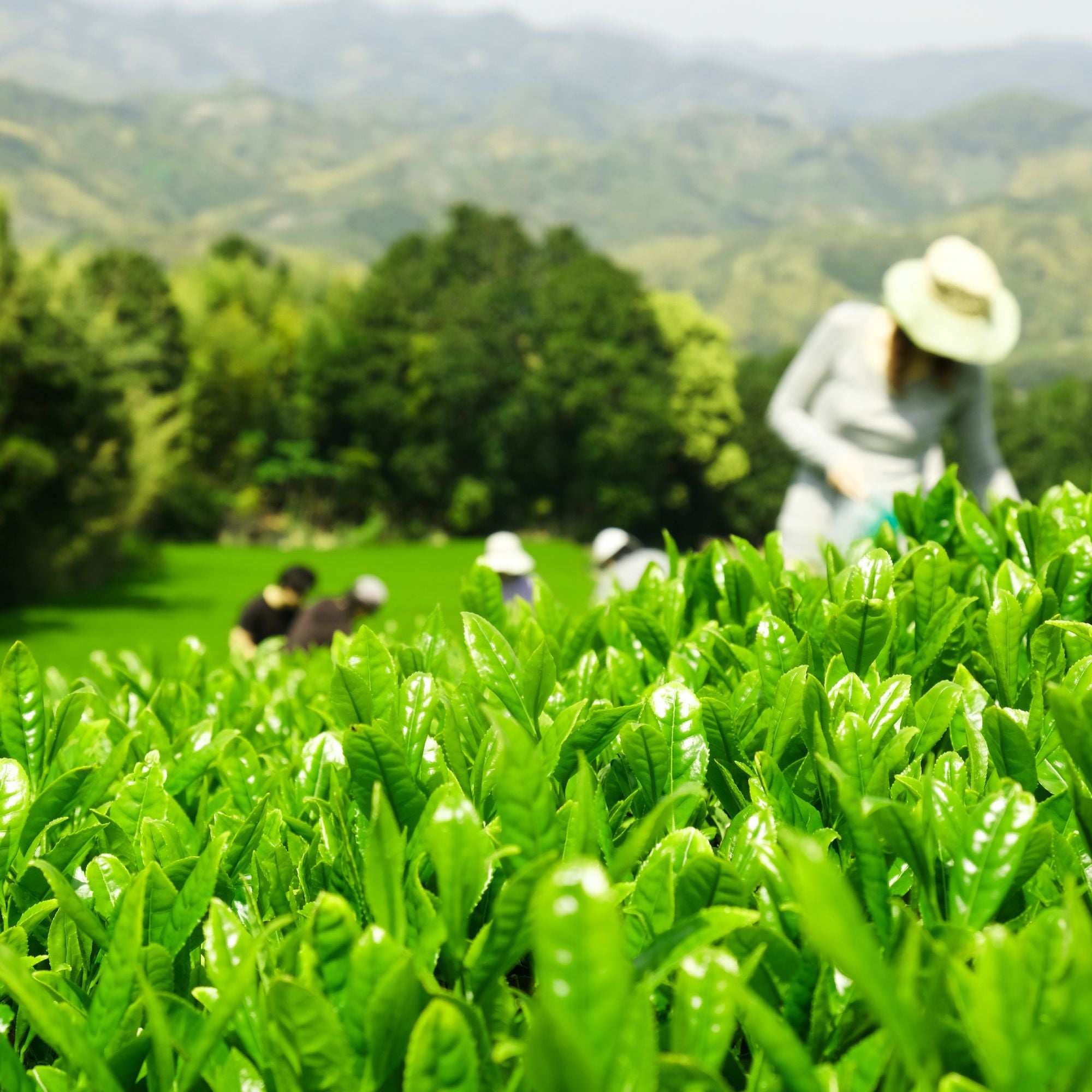 Frische, leuchtend grüne Teeblätter im Vordergrund mit Teepflückern und grüner Landschaft im Hintergrund.