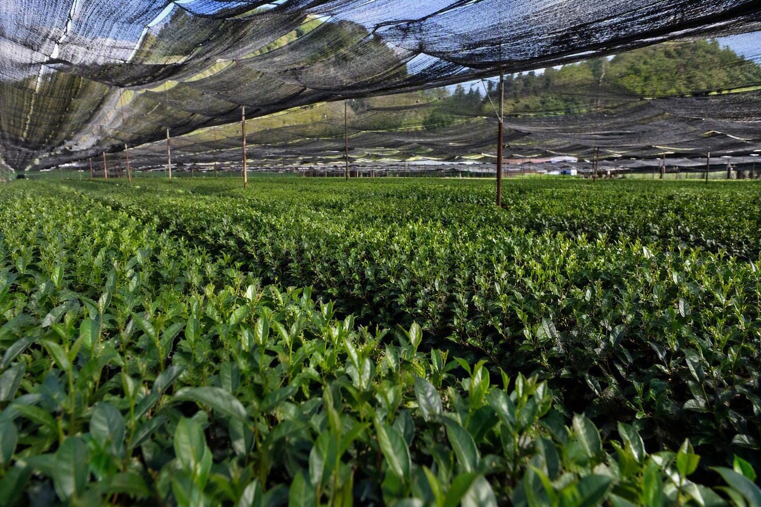 Üppiges grünes Teefeld mit Beschattungsnetz, umgeben von Bäumen und Landschaft
