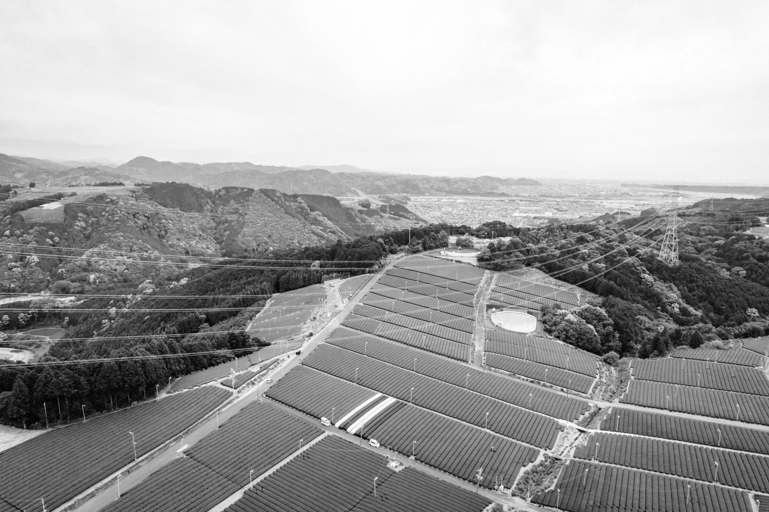 Luftaufnahme von Teeplantagen mit rechteckigen Feldern