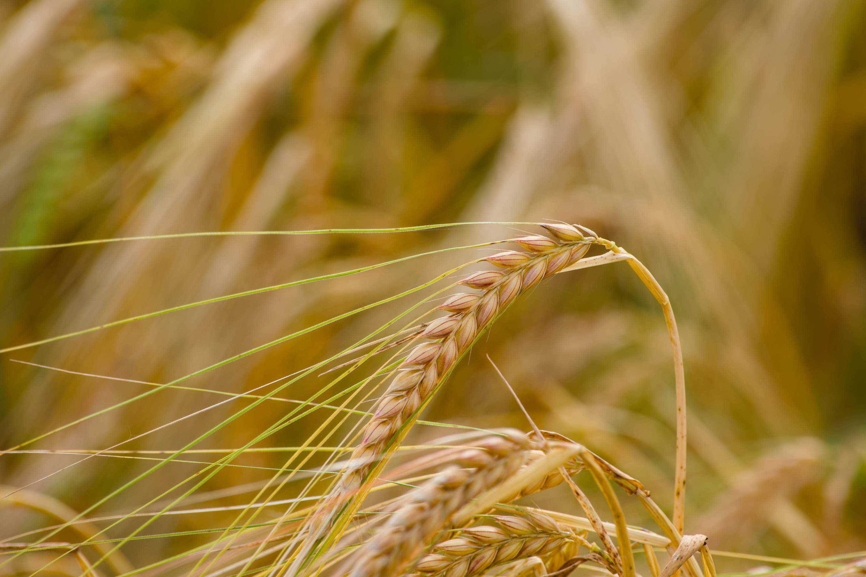 Nahaufnahme eines goldenen Gerstenhalms mit Körnern vor Feld