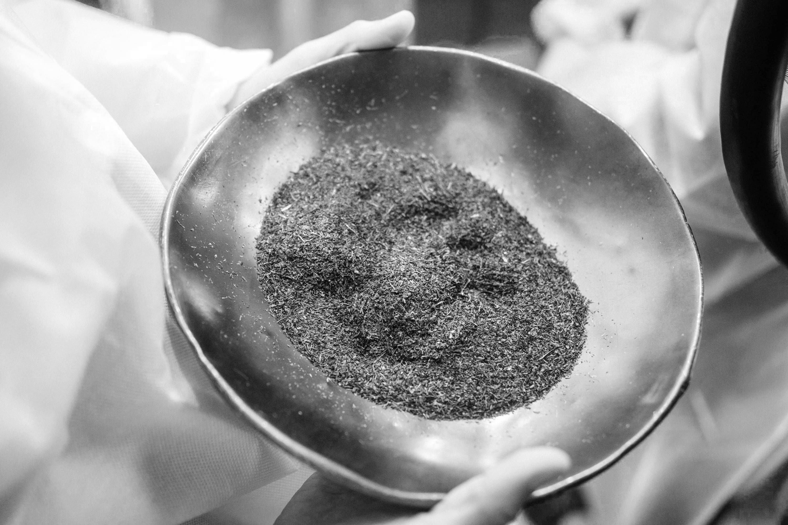 Schale mit feinen Teeblättern in Handschuhen gehalten