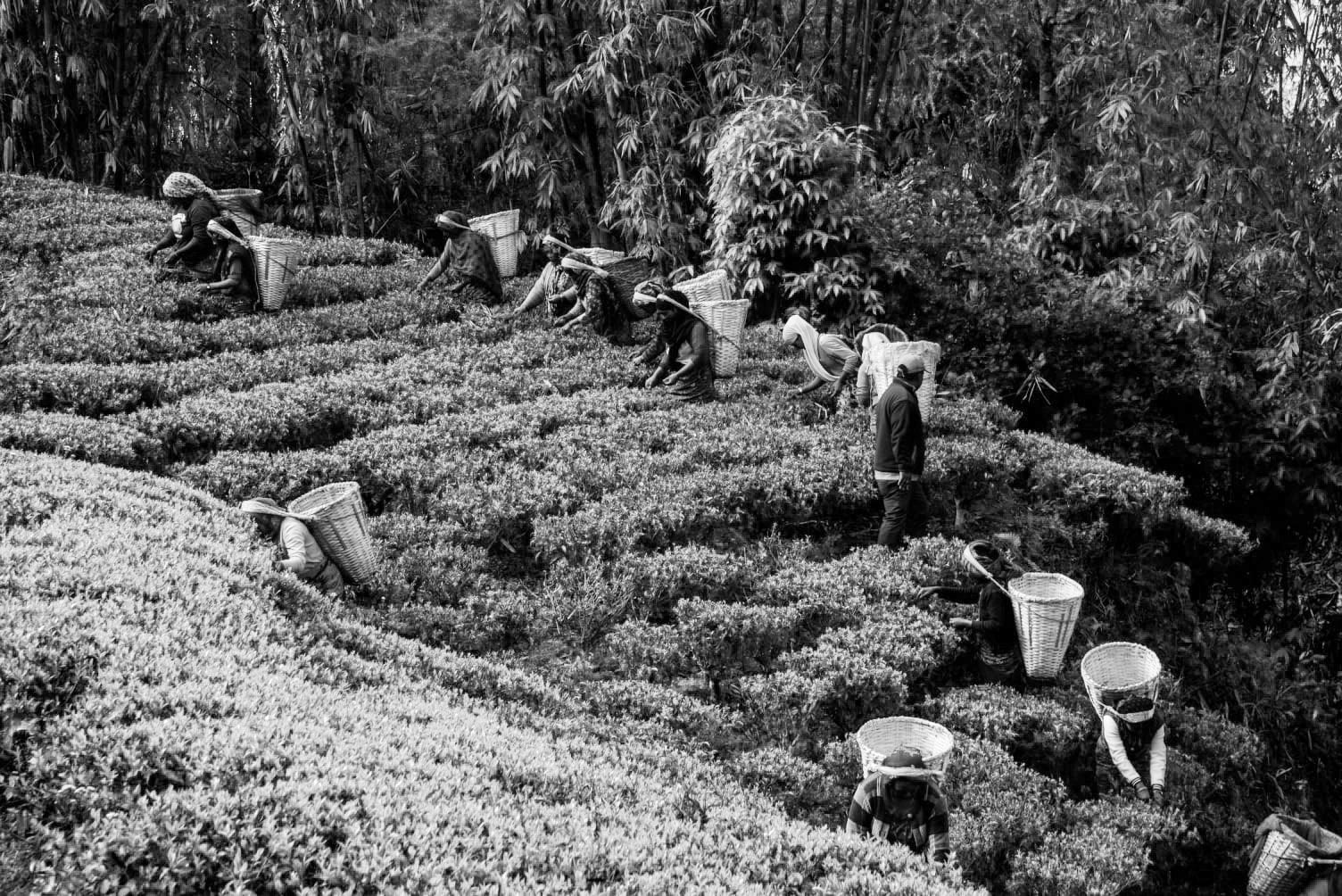 P&T beleuchtet die Teeproduktion auf der Jun Chiyabari Farm in Nepal