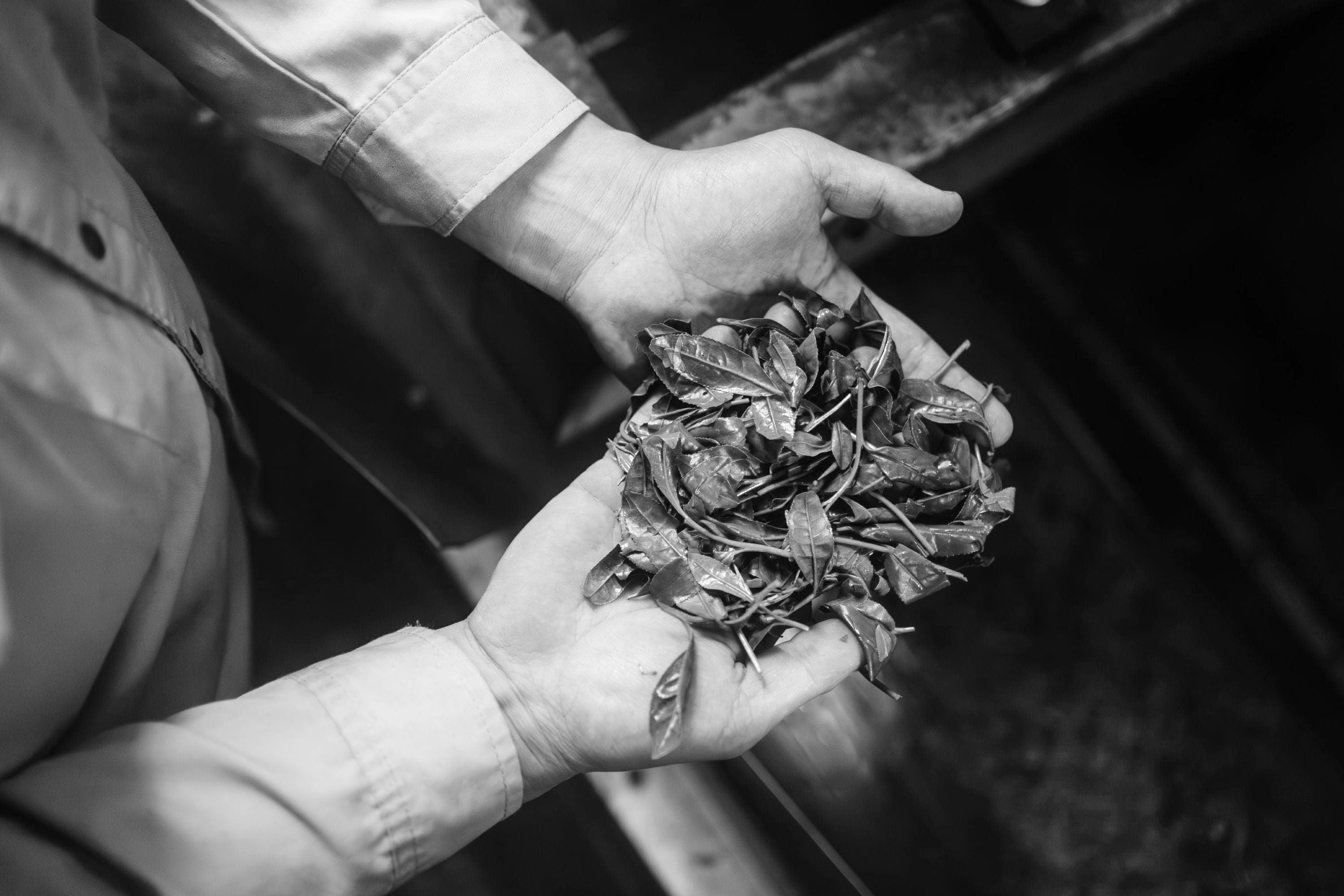 Aufnahme von Händen mit Teeblättern, Fokus auf Textur und Details