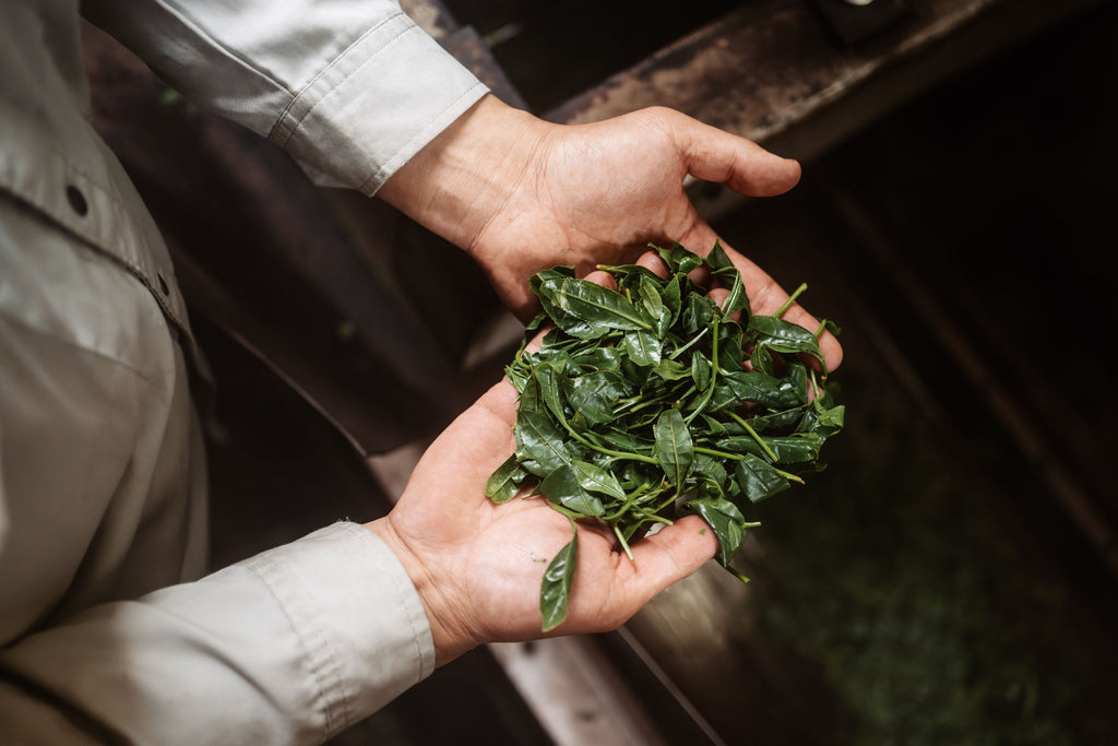 Matcha Extinct Global Matcha Craze: The Rising Price Explanation