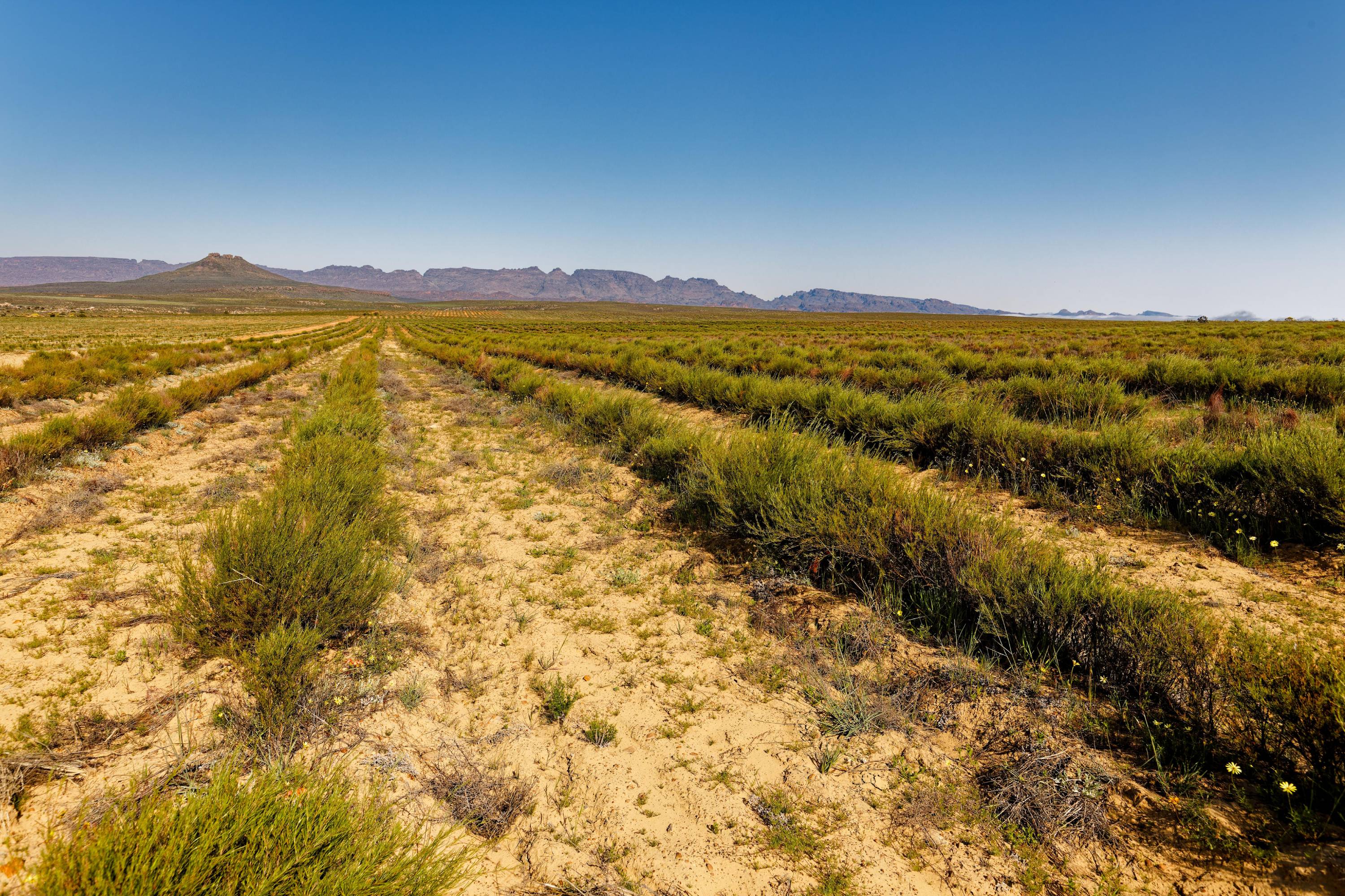 Feld mit Rooibos-Pflanzen in Südafrika