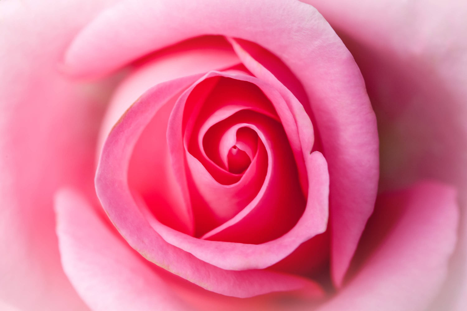 Nahaufnahme einer zarten pinkfarbenen Rose mit Blütenblättern