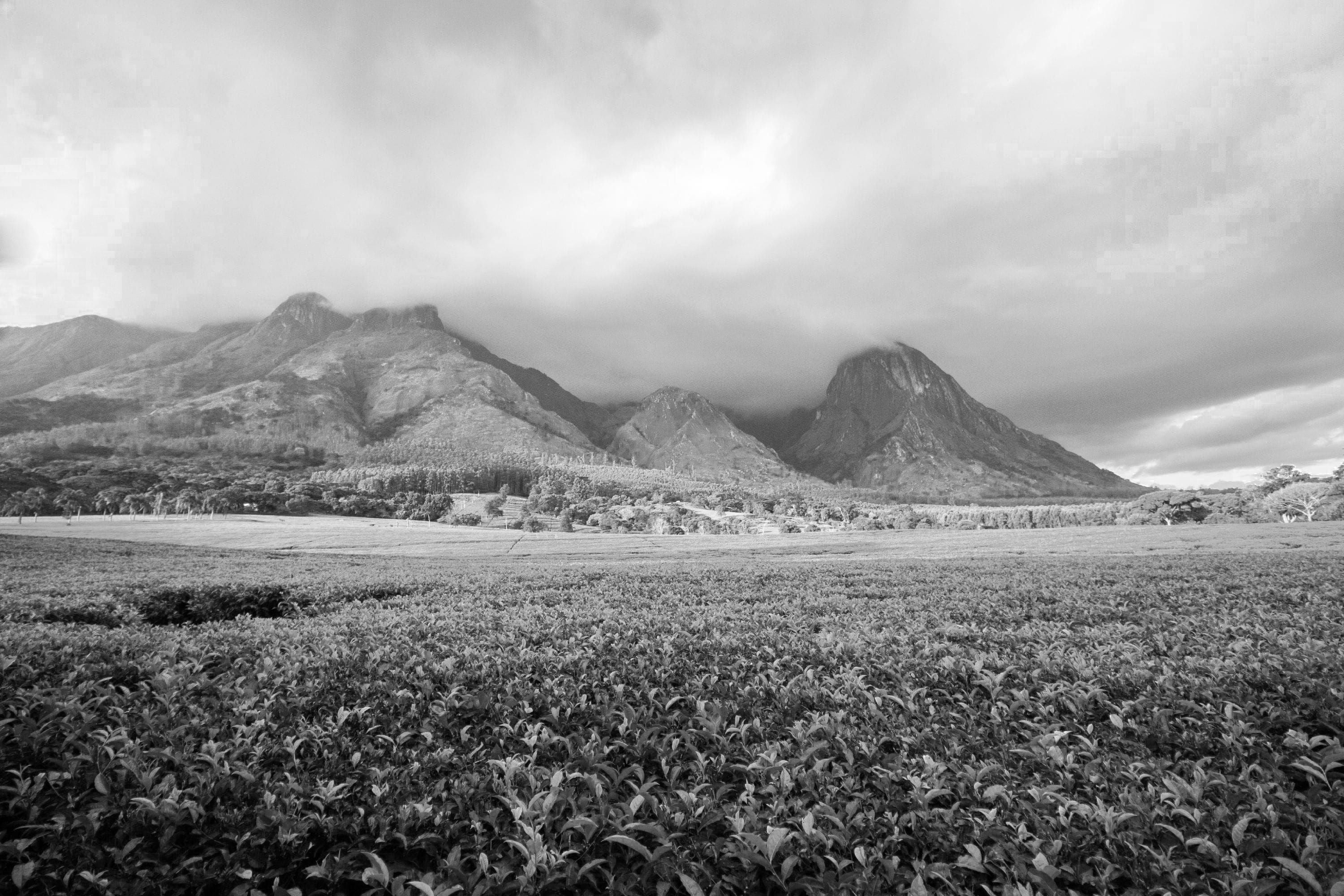 P&T präsentiert die Satemwa Tea Estate aus Malawi – Vorreiter in fairem Teeanbau