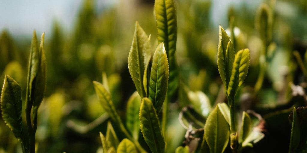 Discover Premium Green Tea | PAPER & TEA