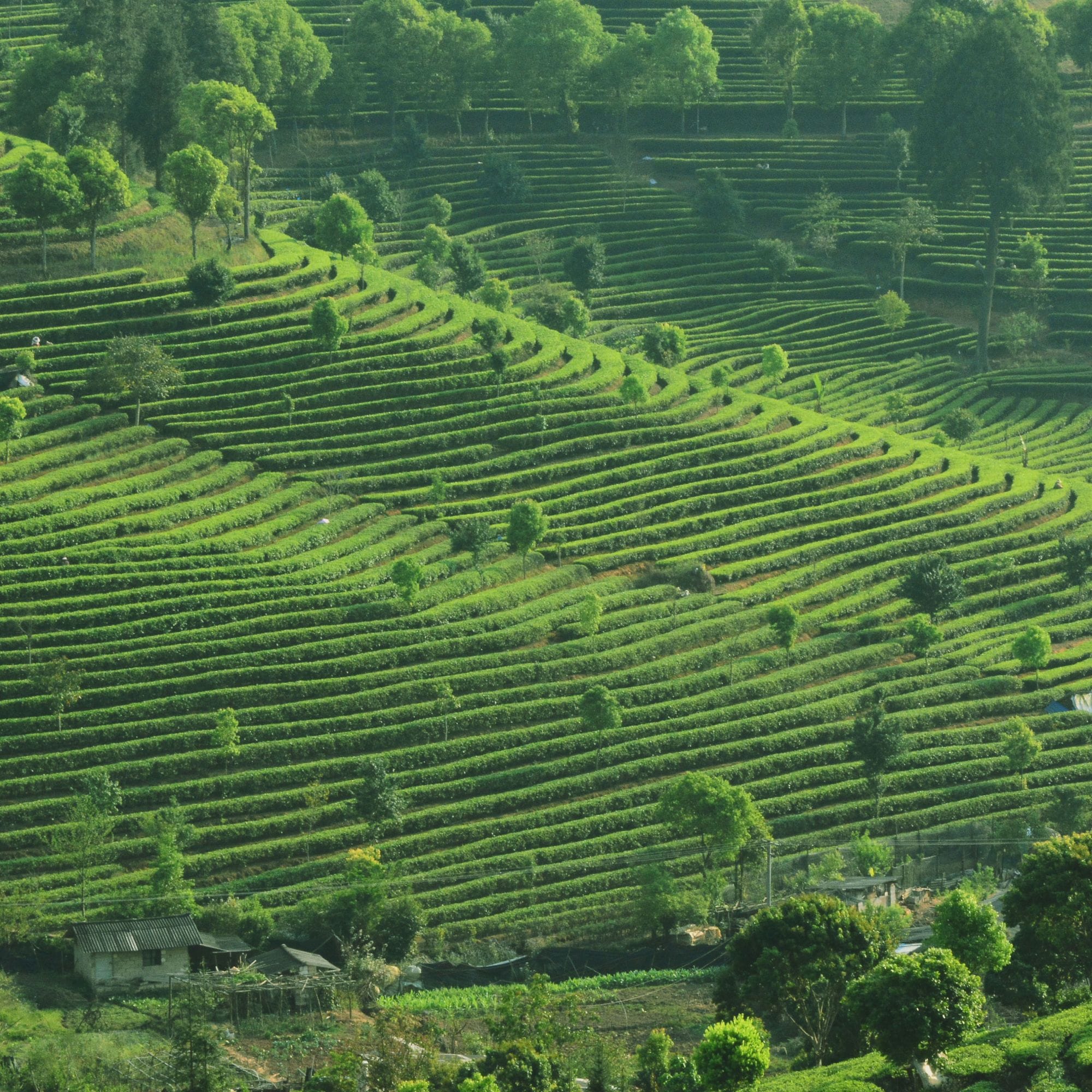 Weite Teeplantage mit hellgrünen, geschwungenen Reihen auf einem Hügel, umgeben von Bäumen und Gebäuden.